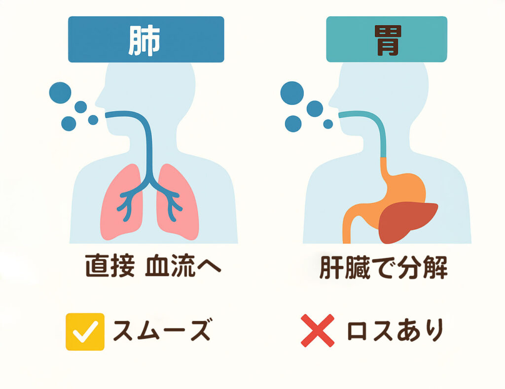 肺と胃の吸収経路比較